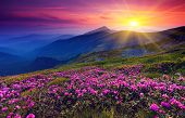 picture of nature  - Magic pink rhododendron flowers on summer mountain - JPG 