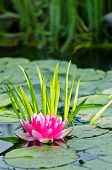 picture of dust wrapper  - This is a beautiful water lily background - JPG 