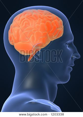 Picture or Photo of 3d rendered illustration of a human brain