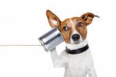 picture of information  - dog on the phone with a can - JPG 