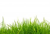 stock photo of simplicity  - fresh spring green grass isolated on white background - JPG 
