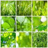 foto of vein  - collection of green grass and leaves - JPG 