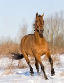 stock photo of horse  - bay horse running in field - JPG 