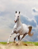 picture of horse  - stallion - JPG 