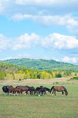 image of horse  - group of horses grazing at green pasture - JPG 