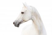 image of horse  - arabian white horse in a high key light - JPG 