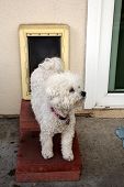 pic of dog  - A Bichon Frise dog Smiles as she goes through her Dog Door - JPG 
