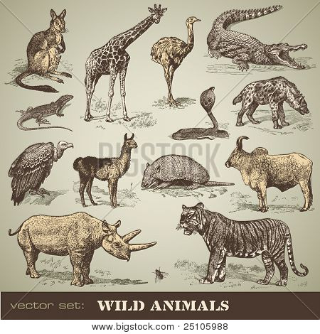 Picture or Photo of Vector set: wild animals - variety of retro animal illustrations