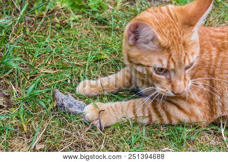 Poster: Ginger Cat With Dead Mouse