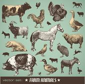 pic of nature  - vector set - JPG 