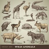 pic of animals  - vector set - JPG 