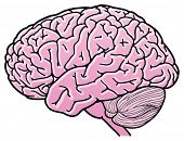 image of cerebellum  - Mind Power in Vector format - JPG 
