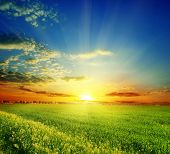 stock photo of sunset  - green grass on a background beautiful sunset - JPG 