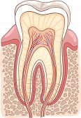 stock photo of medical doctors  - Medical Vector Illustration of Human Tooth Cross Section - JPG 