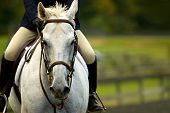 picture of equine  - Female rider preparing for an equestrian event.
** Note: Slight blurriness, best at smaller sizes - JPG 