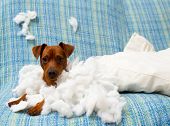 image of bites  - naughty playful puppy dog after biting a pillow tired of hard work - JPG 