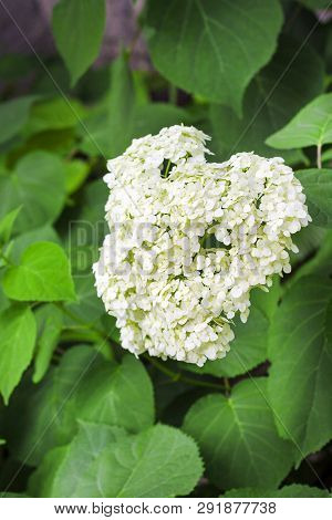 Poster: Blooming White Annabelle Hydrangea Arborescens