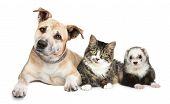 foto of together  - Staffordshire terrier cat and ferret trio on a white background - JPG 