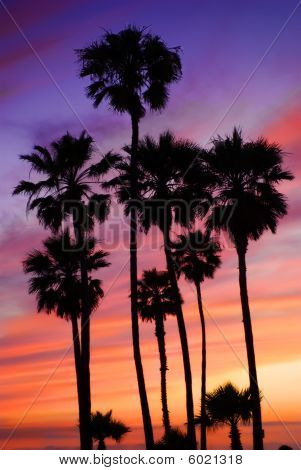 Poster: Palm trees under setting sun