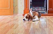 stock photo of animals  - The dog has a rest on wooden to a floor near to a fireplace - JPG 