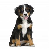 picture of dog  - puppy Bernese mountain dog sitting in front of white background - JPG 