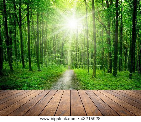 Picture or Photo of Wood textured backgrounds in a room interior on the forest backgrounds