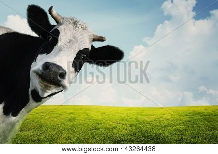 Picture or Photo of Funny cow on a green summer meadow
