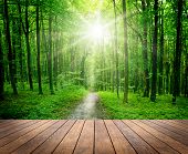 foto of nature  - wood textured backgrounds in a room interior on the forest backgrounds - JPG 