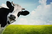picture of animals  - Funny cow on a green summer meadow - JPG 