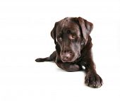 picture of pals  - a chocolate lab pouting - JPG 