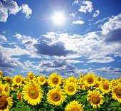foto of blue sky  - sunflower field over cloudy blue sky - JPG 