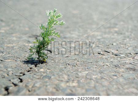 Poster: A Crack In The Asphalt