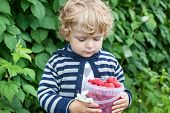 image of toddlers  - Little toddler with bucket of raspberry on organic fruit farm in summer - JPG 