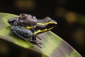 foto of animals  - poison dart frog with tadpoles on back - JPG 
