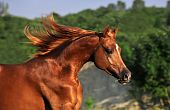 foto of horse  - portrait of beautiful chestnut arabian horse in motion - JPG 