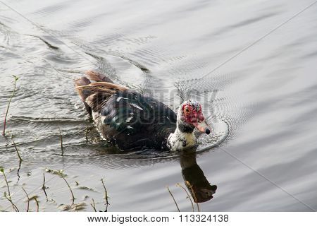 How to vent sex ducklings