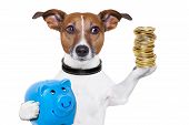 stock photo of investment  - dog holding a blue piggy bank and a stack of coins - JPG 