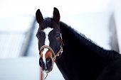 stock photo of horse  - Portrait of a horse - JPG 