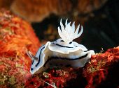 stock photo of world  - The surprising underwater world of Philippine sea - JPG 