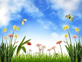 image of blue sky  - Spring meadow with flowers and blue sky - JPG 