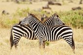 foto of equine  - Zebras on the Masai Mara in southwestern Kenya - JPG 