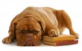 stock photo of dog  - dog obedience school  - JPG 