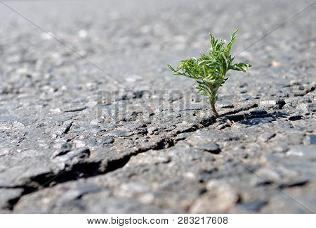 Poster: A Crack In The Asphalt