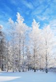 picture of blue sky  - Wonderful white birches in rime on the background of blue sky - JPG 