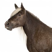 foto of equus caballus  - Comtois horse a draft horse Equus caballus 10 years old in front of white background - JPG 
