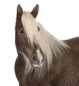 picture of equus caballus  - Comtois horse a draft horse Equus caballus 10 years old in front of white background - JPG 