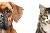 picture of dog  - Dog and cat - JPG 