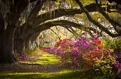 stock photo of nature  - Charleston SC Plantation Live Oak Trees Spanish Moss Azalea Flowers Blooming Spring Blooms - JPG 