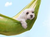 picture of animals  - Cute dog siesta orlazing around under a beautiful summer sky - JPG 