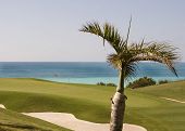 stock photo of bermuda  - Port Royal Golf Course in bermuda and palm tree - JPG 